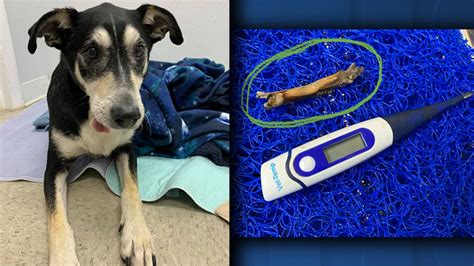 Free dog classifieds ✔️ pawbe is here to help you find the perfect puppy for you and your family i sadly have to give up my puppy due to my mom being severely allergic. Florida animal shelter rescues dog that had stick stuck in mouth for years