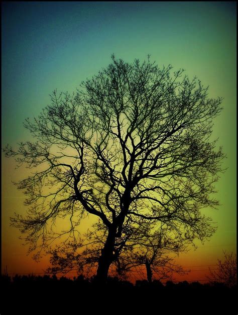 Amazing Tree Explored Silke Tillner Flickr
