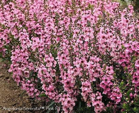 Best Pink Flowers Annuals And Perennials For An Enchanting Pink Garden