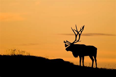 Nature Animals Deer Silhouette Landscape Antlers