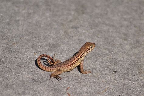 Northern Curly Tailed Lizard