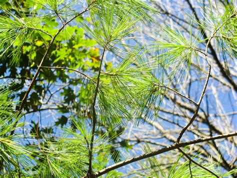 Fir Tree Evergreen Needles Free Photo On Pixabay