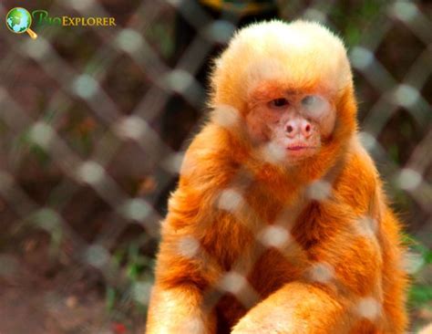 Blond Capuchin Blonde Monkey Sapajus Flavius Diet And Facts