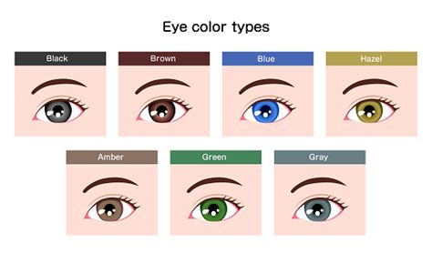 Human Pupil Eyeball Variations Eye Color Types Illustration Stock