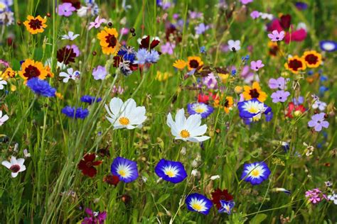 Colorful Flower Meadow Stock Image Image Of Flora Beautiful 198155805