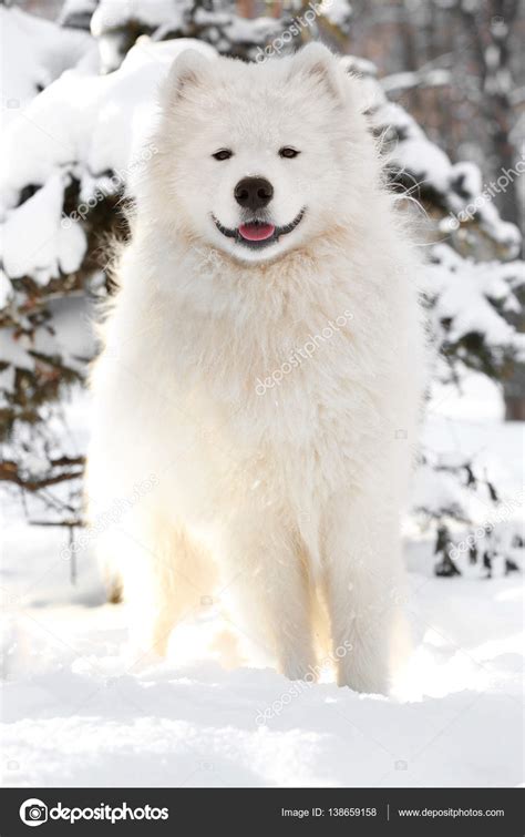 Cute Samoyed Dog — Stock Photo © Belchonock 138659158