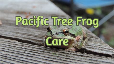 Pacific Tree Frog Care The Ultimate Beginners Guide