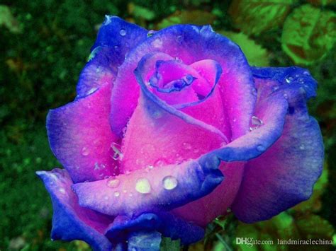 100 Genuine Real Blue Pink Rose Flower Seeds100 Seeds Pack Home