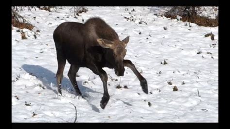 Cute Dancing Moose Living In Alaska 49 Youtube