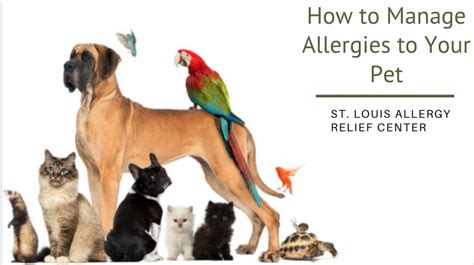 How To Manage Allergies To Your Pet St Louis Allergy Relief