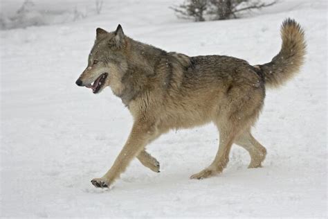 Gray Wolf Canis Lupus Running In The Snow In Print 4427103 Poster