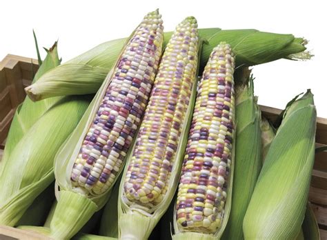 Waxy Corn F1 Colorful Phoenix Asian And Tropical Vegetable Seeds