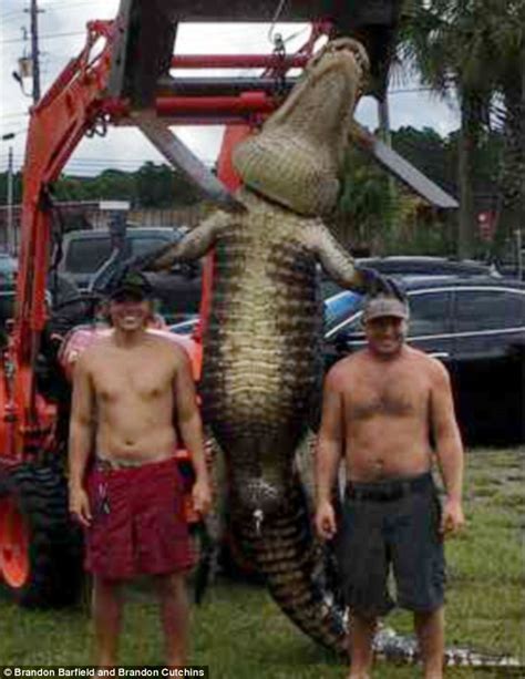 Monster Alligator Caught In Florida After 30 Minute Battle Daily Mail