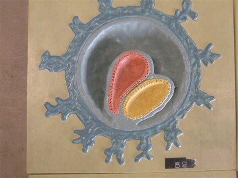 Psc Anatomy And Physiology 2 Labeled Embryonic