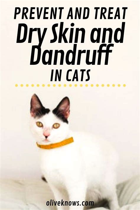 How To Prevent And Treat Your Cats Dry Skin And Dandruff Oliveknows