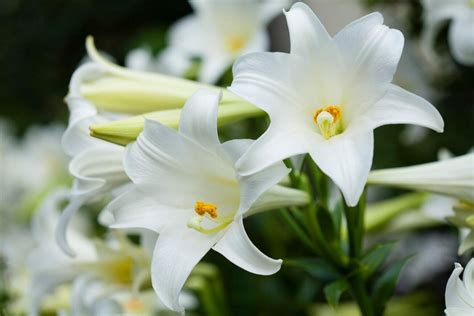 Easter Lilies Symbols Of Hope And Renewal In The Language Of Flowers