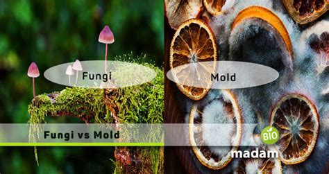 Difference Between Fungi And Mold Biomadam