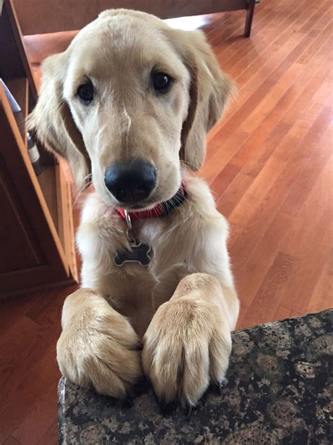 Aplikasi xxnamexx mean in korea. What does "off" mean? | Dog info, Dogs, Golden retriever