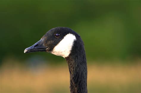 Canadian Geese Photo Gallery