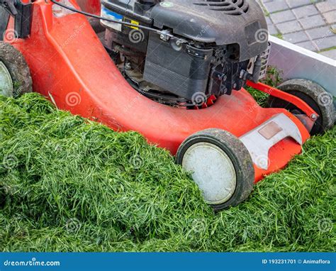 Lawn Care Green Cut Lawn Mower In The Garden Stock Image Image Of