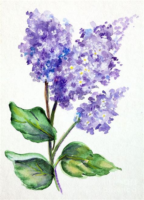 Lovely Lilacs By Pattie Calfy Lilac Painting Watercolor Art