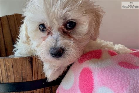 Lucy Malti Poo Maltipoo Puppy For Sale Near Dallas Fort Worth