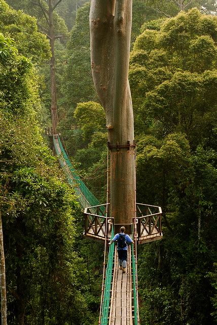 Mother Nature Kuala Lumpur Rainforest And Canopy Walkway