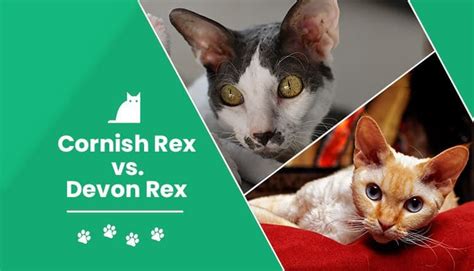 Cornish Rex Vs Devon Rex Whats The Difference With Pictures