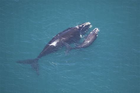 The Southern Right Whale Jervis Bay Wild