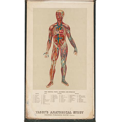 Anatomical Charts From The Early 20th Century Cowans Auction House