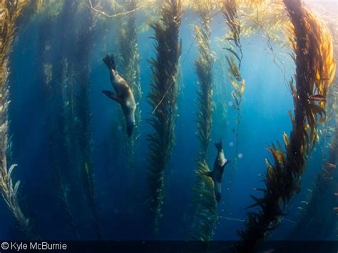 Underwater Photography In Kelp Forests