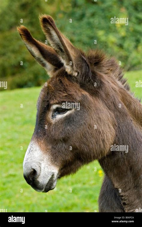 Domestic Donkey Equus Asinus Portrait Stock Photo Alamy
