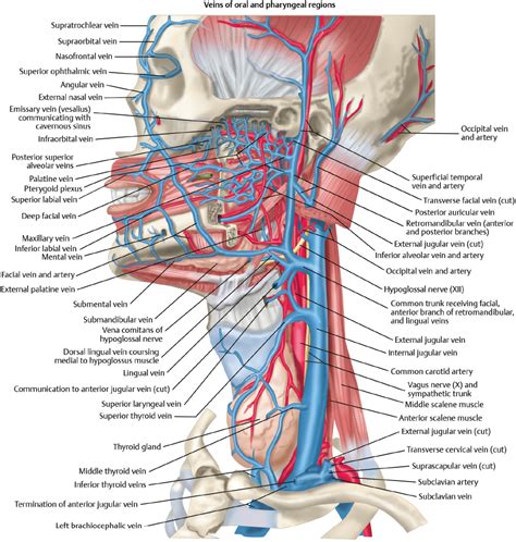 Surgical Anatomy Of The Neck Ento Key