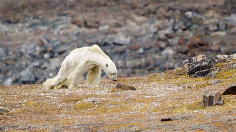 Video Of Starving Polar Bear ‘rips Your Heart Out Of Your Chest The