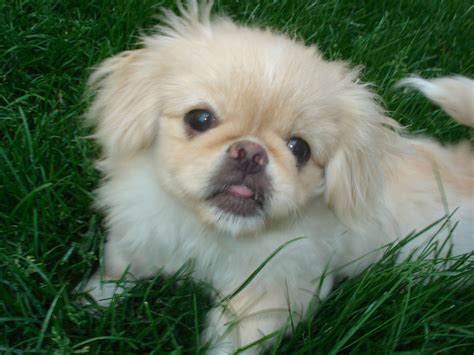 Actually A Cute Pekingese Pekingese Puppies Cute Animals Pekingese