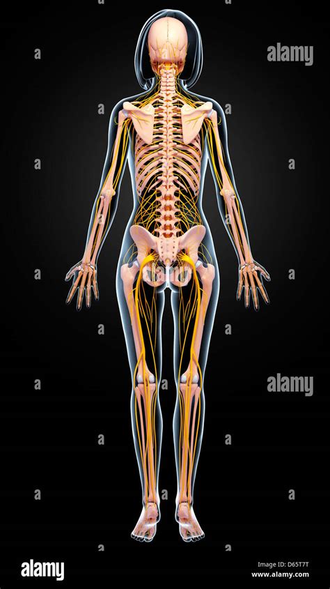 Female Anatomy Artwork Stock Photo Alamy