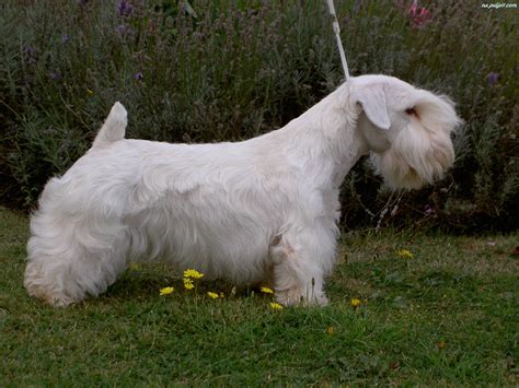 Pets4homes found 14 scottish terrier dogs and puppies for sale in the uk. Sealyham Terrier Breed Guide - Learn about the Sealyham ...
