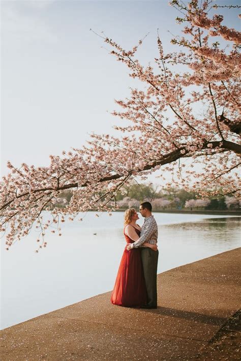 Washington Dc Cherry Blossom Engagement Photo Guide Updated 2020