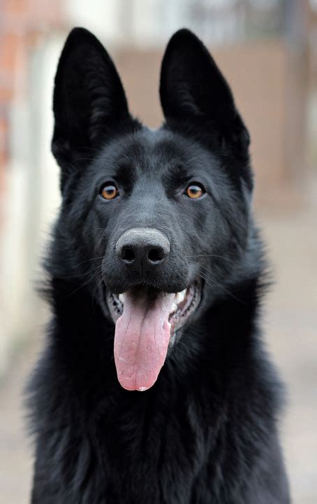 Black German Shepherd Dog Portrait Free Photo On Pixabay Pixabay