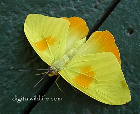 Florida Nature Pictures Big Beautiful Yellow Butterflies