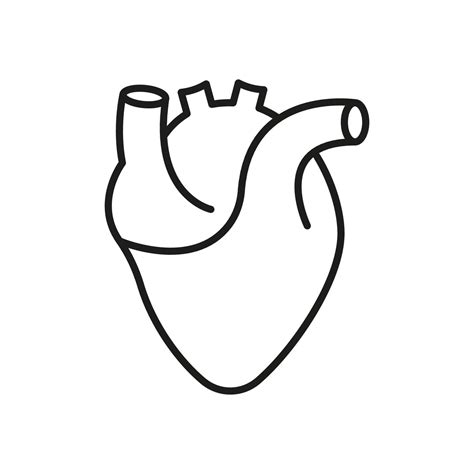 Human Heart Line Icon Medical Cardiology Linear Symbol Anatomy Of