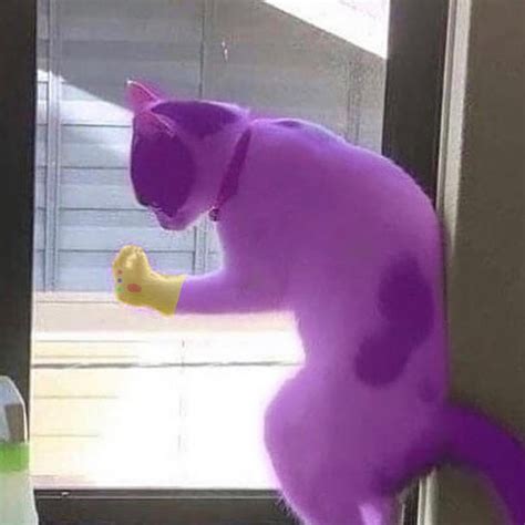 Cursed Cat Images On Twitter Perfectly Balanced As All Things Should