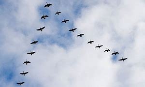 Image result for pictures of canada geese in v formation headed north