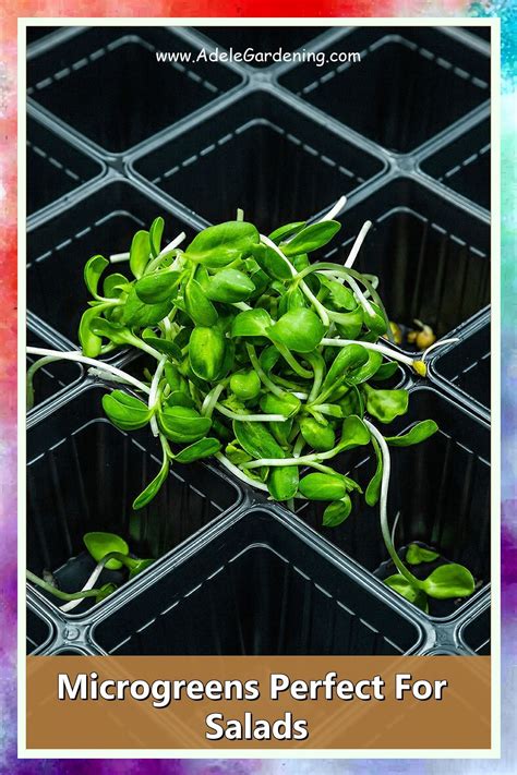 How To Regrow Radish Microgreens Thoroughly Nourished Life