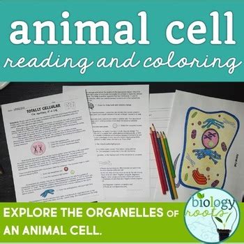 This one has been modified for remote learning. Biologycorner.com Animal Cell Coloring Answer Key : Animal Cell Coloring Worksheets Teaching ...