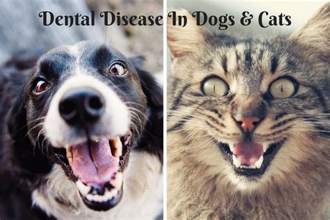Gingivitis usually can be treated by thorough professional cleaning of the teeth while the dog is under. Home - Pet Nursing