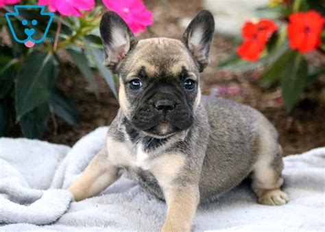List of popular french bulldog mixes. Cami | French Bulldog Mix Puppy For Sale | Keystone Puppies