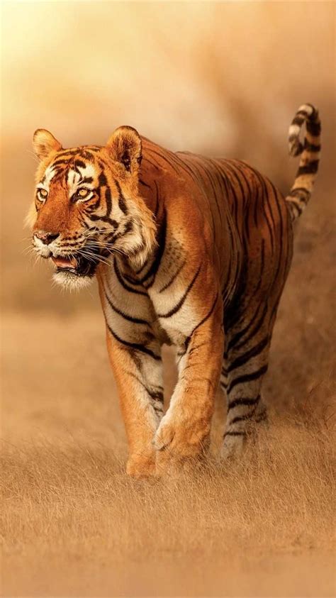 Iphone Tiger Wallpaper Kolpaper Awesome Free Hd Wallpapers