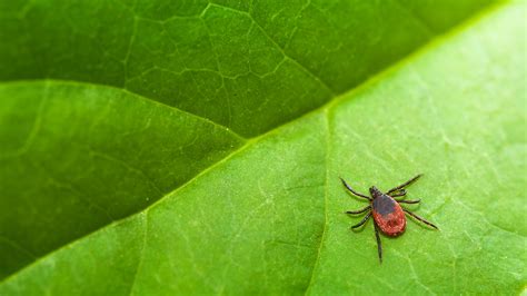 A Complete Guide To Tick Identification And Prevention The New York Times