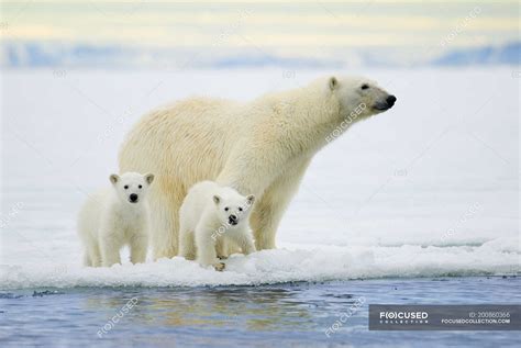 Polar Bear With Cubs Hunting On Pack Ice On Svalbard Archipelago